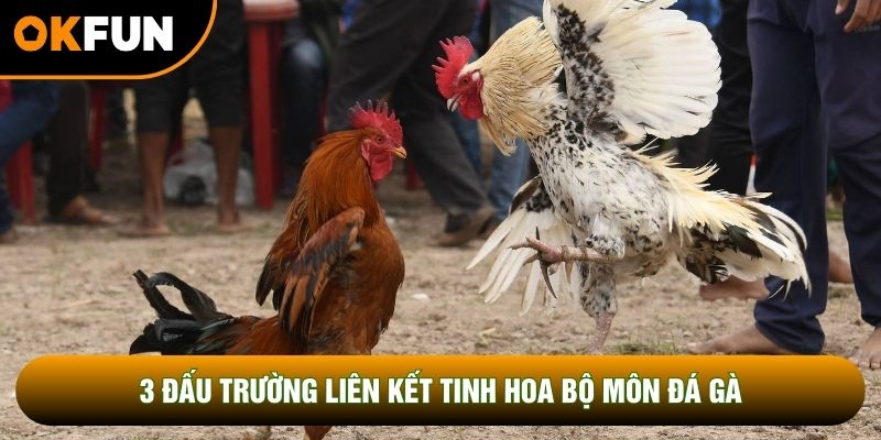 3 đấu trường liên kết tinh hoa bộ môn đá gà 3 đấu trường liên kết tinh hoa bộ môn đá gà