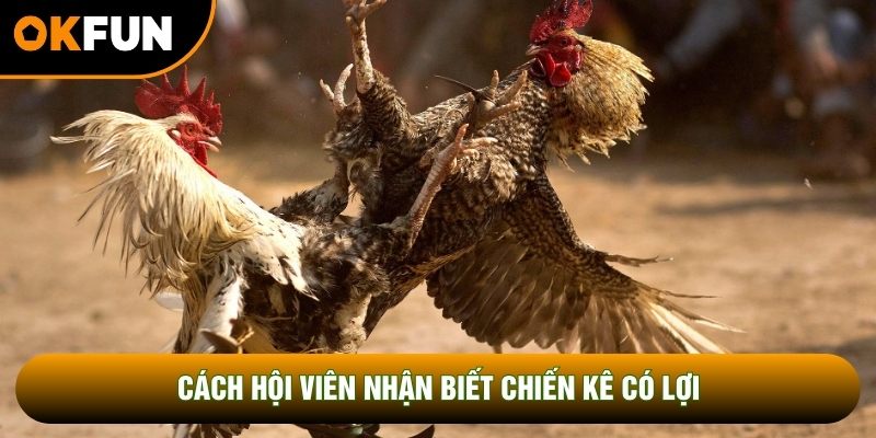 Cách hội viên nhận biết chiến kê có lợi Cách hội viên nhận biết chiến kê có lợi