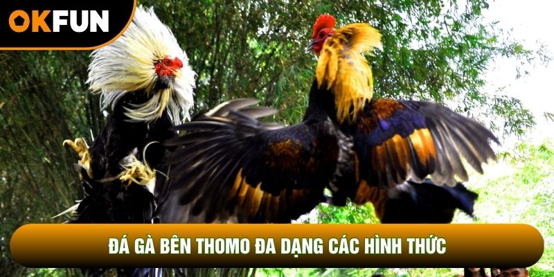 Đá gà bên Thomo đa dạng các hình thức