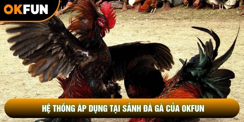 Hệ thống áp dụng tại sảnh đá gà của OKFUN Hệ thống áp dụng tại sảnh đá gà của OKFUN