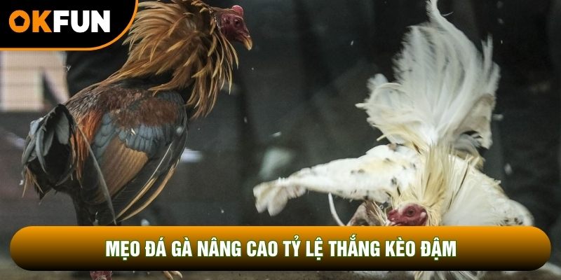 Mẹo đá gà nâng cao tỷ lệ thắng kèo đậm Mẹo đá gà nâng cao tỷ lệ thắng kèo đậm