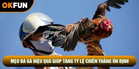 Mẹo Đá Gà Hiệu Quả Giúp Tăng Tỷ Lệ Chiến Thắng Ổn Định